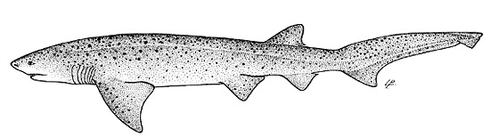 Sevengill shark. Illustration courtesy FAO Species Catalog