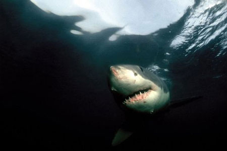 White sharks are known predators of the sevengill shark. Photo © Klaus Jost