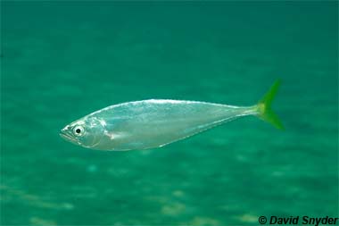 Leatherjacket. Photo © David Snyder