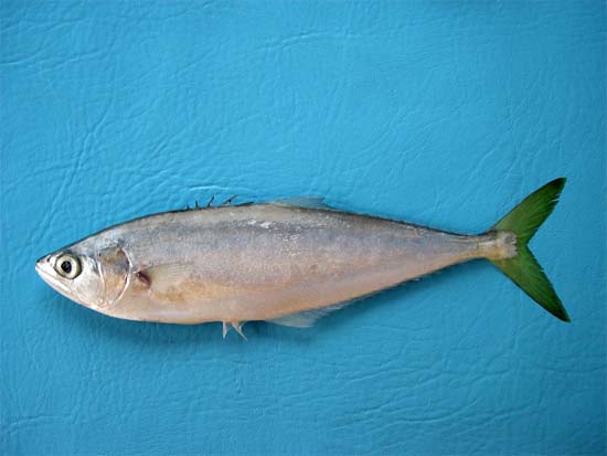 Leatherjacket. Photo © George Burgess