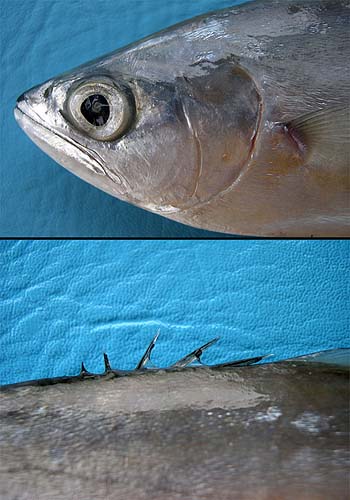 Leatherjacket diagnostic features. Photo © George Burgess