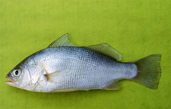 Leatherjackets feed on small fish including the silver perch. Photo © George Burgess