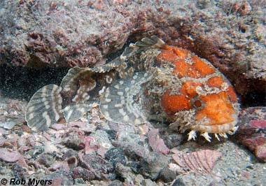 Gulf Toadfish. Photo © Rob Myers