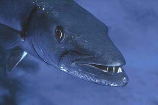 Barracuda are known predators of the gulf toadfish. Photo courtesy NOAA