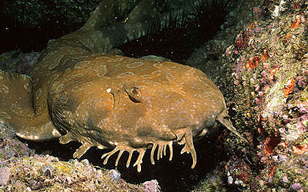 Spotted wobbegong off the coast of Australia. Image © Doug Perrine