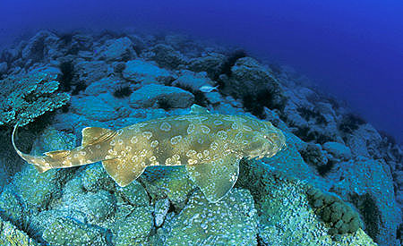 Coloration of the spotted wobbegong serves as camouflage against the varied color patterns of its environment. Image © Doug Perrine