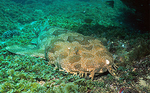 Spotted wobbegongs are generally not aggressive toward humans. Image © Doug Perrine
