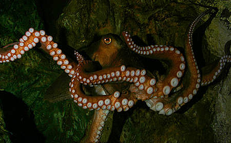 Octopi are among the preferred prey items of the spotted wobbegong. Image © Doug Perrine