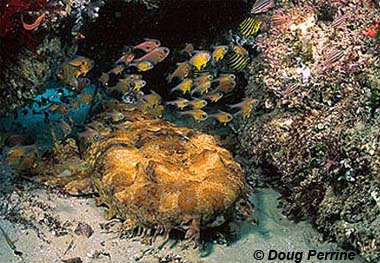 Ornate wobbegong. Image © Doug Perrine