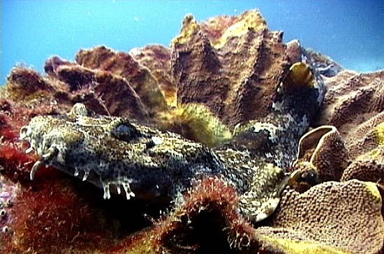 Ornate wobbegong. Image © Time Hochgrebe