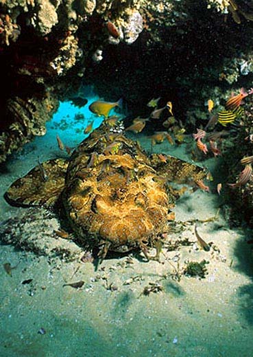 Ornate wobbegongs are typically golden-brown in color with dark saddles. Image © Doug Perrine