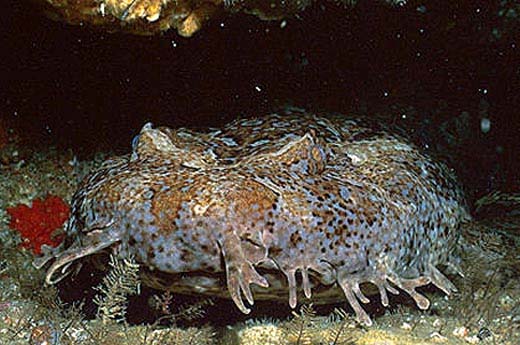 Ornate wobbegongs are not targeted by commercial fisheries. Image © Doug Perrine