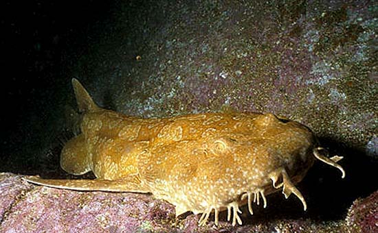 Spotted wobbegongs are sometimes confused with ornate wobbegongs. Image © Doug Perrine