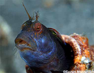 Seaweed blenny, Image © Suzan Meldonian