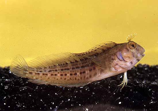 Seaweed blenny, Image © George Burgess