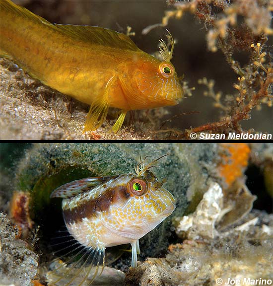 Two examples of seaweed blenny coloration, Images © Suzan Meldonian (top) and Joe Marino (bottom)