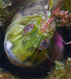 The molly miner closely resembles the seaweed blenny, Image © Judy Townsend