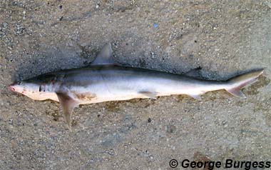 Atlantic weasel shark. Photo © George Burgess