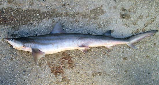 Atlantic weasel shark. Florida Museum photo by George Burgess