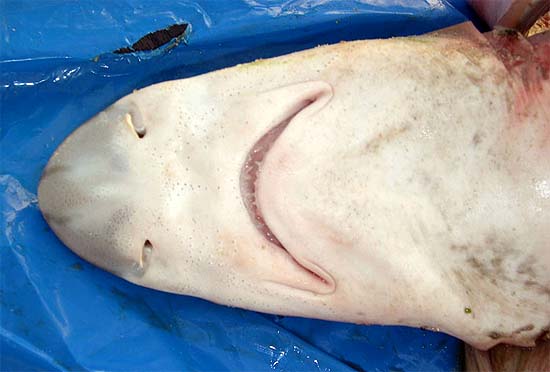 Atlantic weasel shark: Ventral view of head. Photo © George Burgess