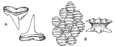 A) Atlantic weasel shark dentition, B) Atlantic weasel shark denticles. Image courtesy FAO