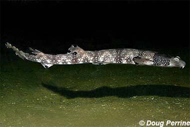 Nicklace Carpetshark. Bild © Doug Perrine