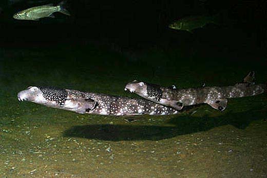 Necklace carpetshark. Imagine © Doug Perrine