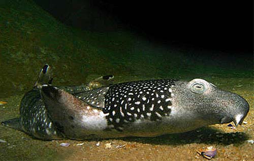 Necklace carpetsharks grow to a maximum size of 36 inches in length. Image © Doug Perrine