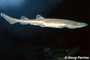 Filetail Catshark. Photo© Doug Perrine