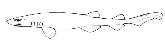 Filetail catshark. Image courtesy FAO Species Catalogue, Vol. 4 Part 2, Sharks of the World