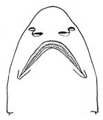 Filetail catshark: ventral view of head. Illustration courtesy FAO Species Catalogue, Sharks of the World