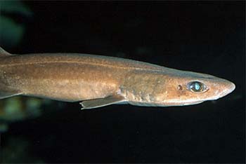 Filetail catsharks are gray-brown in color. Photo © Doug Perrine