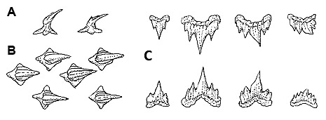 Filetail catshark: A. Lateral view of dermal denticles, B. Dorsal view of dermal denticles, C. Upper and lower teeth. Illustrations courtesy FAO Species Catalogue, Sharks of the World