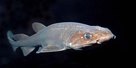 Filetail catsharks are often caught as incidental bycatch in various fisheries. Photo © Doug Perrine