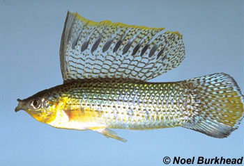 Sailfin Molly. Image © Noel Burkhead