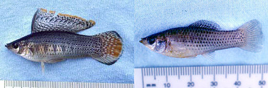 Male (right) and female (left) sailfin molly. Images © George Burgess