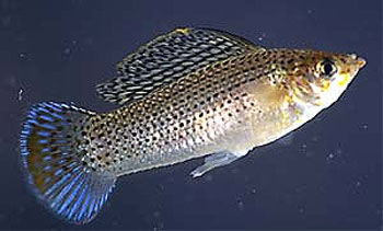 Sailfin molly. Image courtesy U.S. Geological Survey