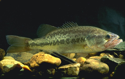 Largemouth bass are among numerous predators that feed on sailfin mollies. Image © U.S.Department of Agriculture.