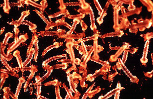 Sailfin mollies feed on aquatic insects including mosquito larvae. Image courtesy Center for Disease Control
