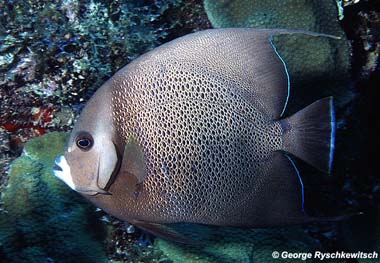 Gray angelfish. Image © George Ryschketwitsch