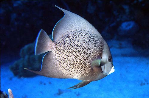 Gray angelfish. Image © George Ryschketwitsch