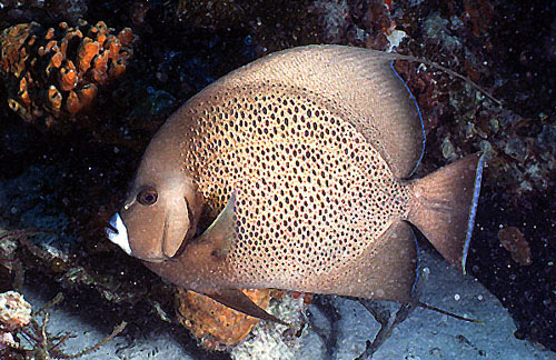 Adult gray angelfish coloration. Image © George Ryschketwitsch