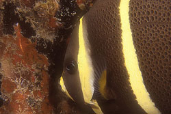 Gray angelfish juvenile coloration. Image © Keri Wilk