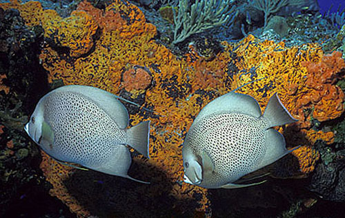 Gray angelfish feed primarily on sponges. Image © Doug Perrine