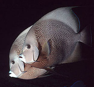 As popular subjects for underwater photographers, the gray angelfish closely approaches divers. Image © Doug Perrine