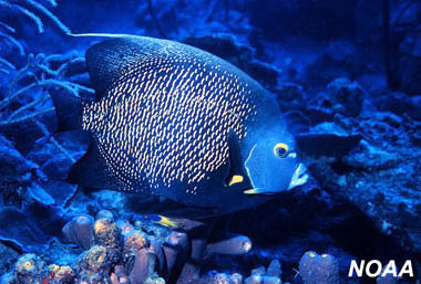 French Angelfish. Image courtesy NOAA