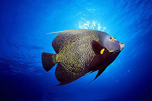 French angelfish. Image © Doug Perrine