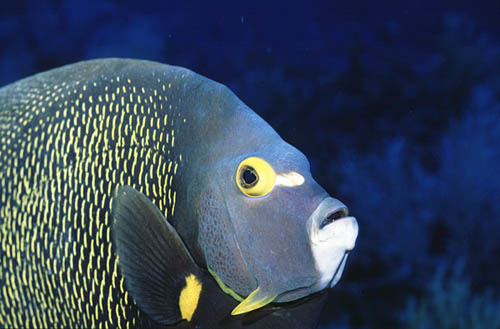 Adult French angelfish. Image © Vasco Pinhol