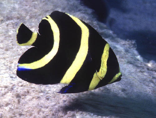 Coloration of the juvenile French angelfish. Image © George Ryschkewitsch