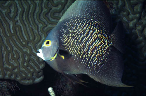 French angelfish searching for food. Image courtesy NOAA